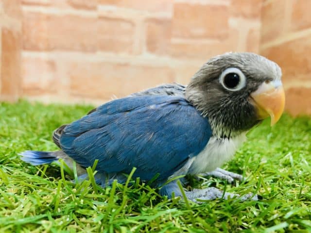 【最新画像☆】なんと！あのブルーボタンが再入舎です　ボタンインコ　ブルー　R４　８／２４撮影