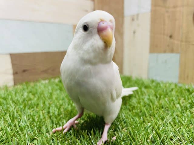 最新画像有り☆大人しくて寄ってきてくれる仔！セキセイインコのホワイトウィングカラー！