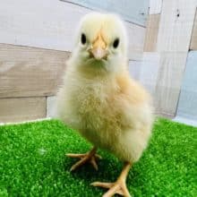 赤い卵を産むあの鶏！ボリスブラウンのヒヨコさん♡