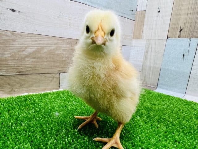 赤い卵を産むあの鶏！ボリスブラウンのヒヨコさん♡