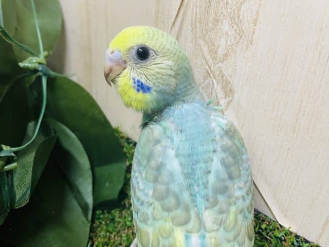 🤍💛かわいさ満点🤍💛　セキセイインコ　パステルカラーレインボー