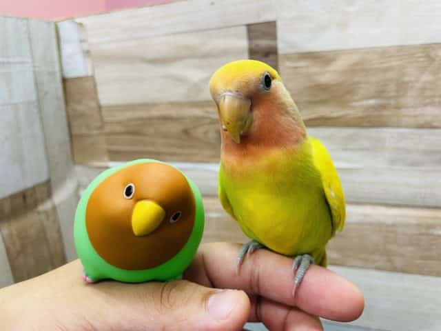 手乗りができる「ぱいなぽーちゃん」！コザクラインコのタイガーチェリー！