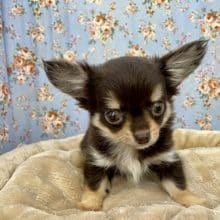 うるうる瞳のおっとり系☆　ロングコートチワワの男のコ 2022.8/15撮影