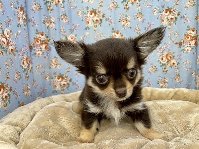 うるうる瞳のおっとり系☆　ロングコートチワワの男のコ 2022.8/15撮影