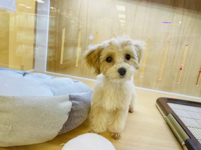 実はとっても恥ずかしがり屋‪‪♥マルプーちゃん！