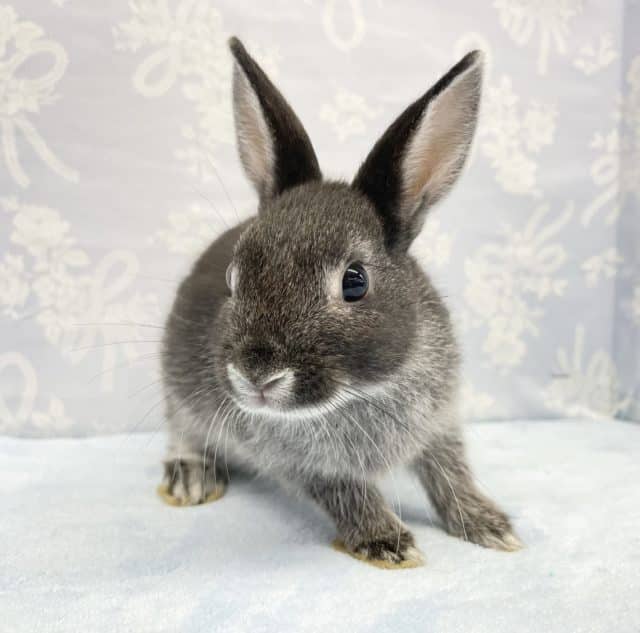 黒が良き❤️ネザーランドドワーフラビット(ブラック)女の子　2022年7月生まれ