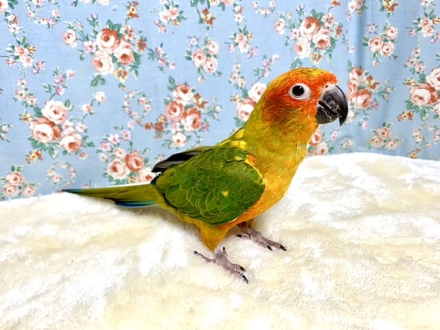 コガネメキシコインコ    8/2