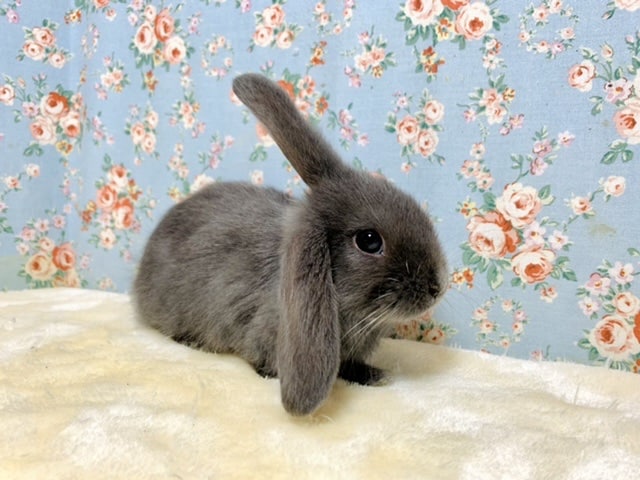 ホーランドロップイヤーラビット  ブルー系  8/2