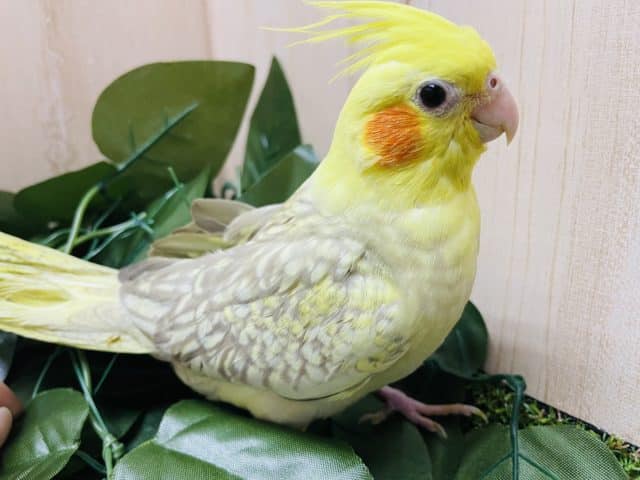 パッ！と広がっている模様が特徴！！　オカメインコ　シナモンパールパイド