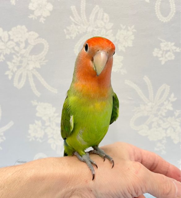 まっ顔💛コザクラインコ（ノーマル）　2022年6月生まれ