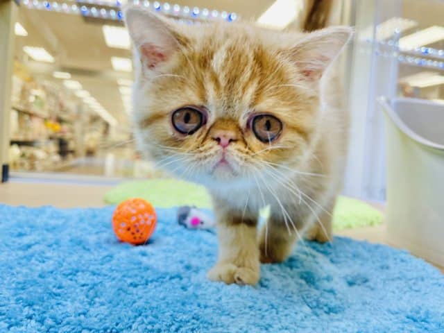 ブチャかわの甘々ボーイ♥エキゾチックくん！