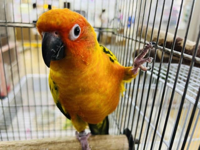 最新画像更新☆膨らみながら可愛い顔で迫ってくる♡コガネメキシコインコ！