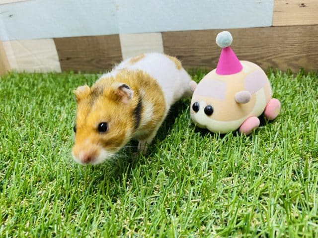 むちむちのベタ馴れハムスターくん♡