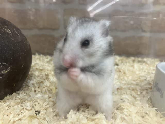後メス1匹です‼️最新画像になりますよ！ぬくぬくした～い　カワイイハムさん4匹！　カラーハムスター　男の子