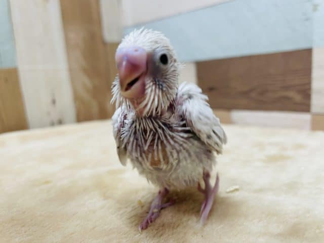 ヒナヒナな人気カラー来ました！セキセイインコのライラックカラー！