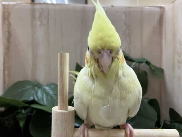 定番!! オカメインコルチノー!!