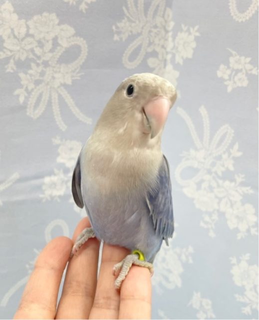 馴れました💛コザクラインコ（ブルーヴァイオレット）2022年7月12日生まれ