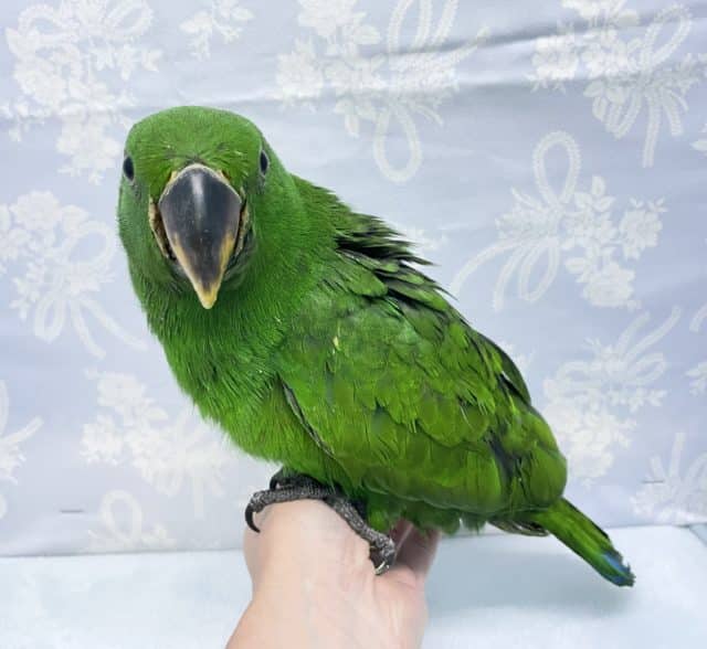 実は甘えん坊❤️オオハナインコ　男の子　2022年5月生まれ
