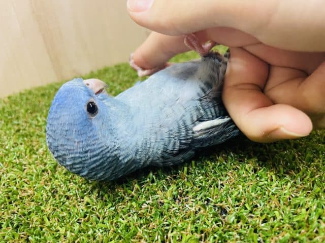 鮮やかなブルーのサザナミさん！ サザナミインコ コバルト