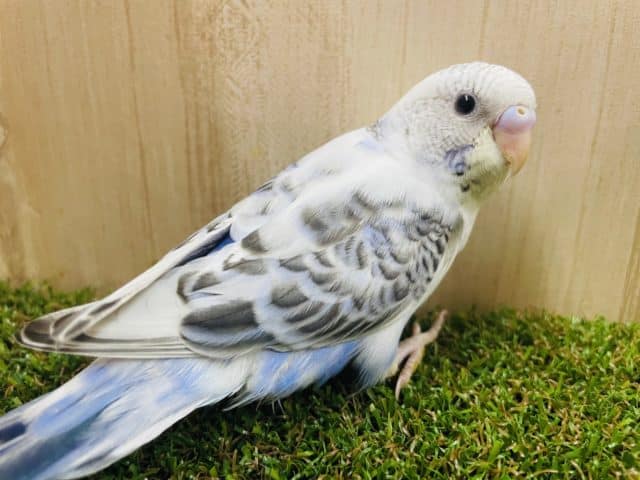 夏っぽ！！！！！さわやかカラー！　セキセイインコ　白ハルクイン