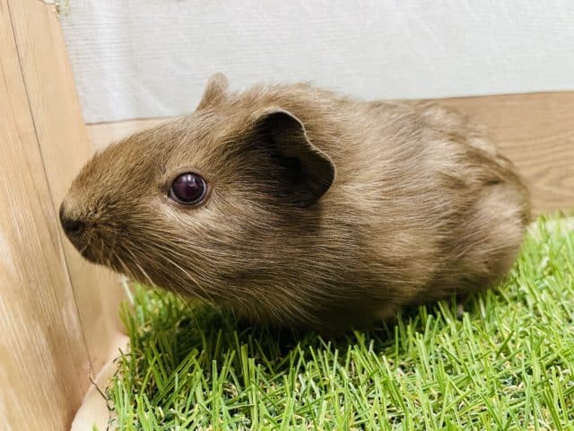 まだまだ小柄な赤目ちゃん♪イングリッシュモルモットのチョコレートカラー！！！