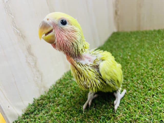 ヒナッヒナさん♡うぶたんコザちゃん！　ゴールデンチェリー