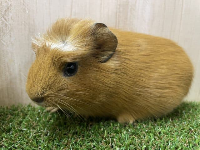 もるもるっとモルちゃんズ！1　モルモット　クレステッド　男の子