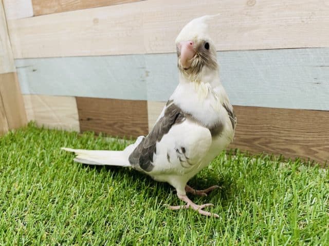 食欲旺盛なしっかりさん！オカメインコのホワイトフェイスパイドカラー！