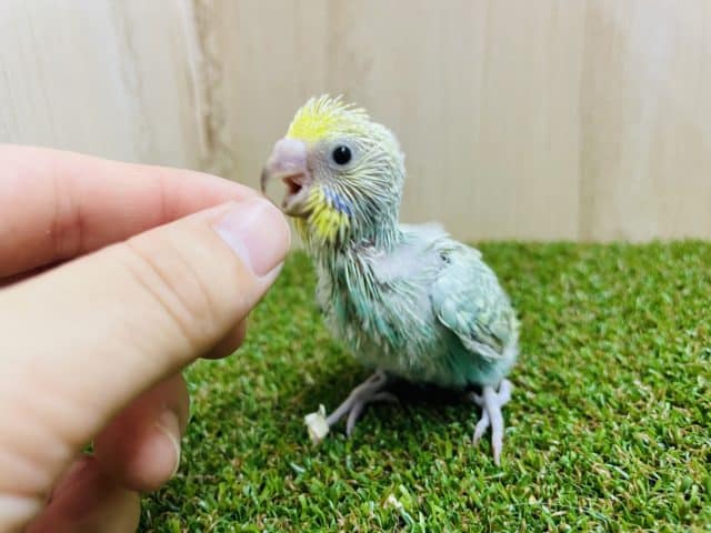宝石💎みたいにキレイなセキセイさん！　セキセイインコ　パステルカラーレインボー