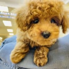 甘え度が止まりません♡トイプードルちゃん！