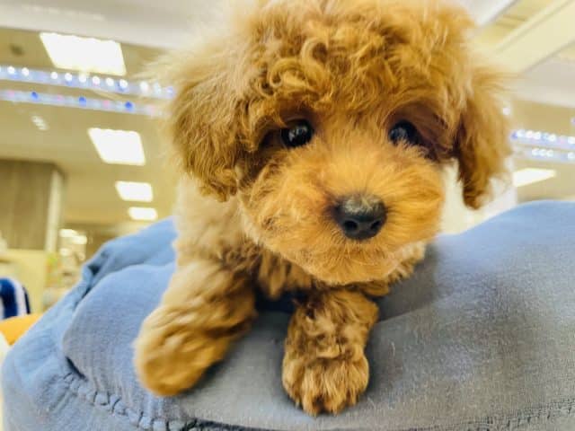 甘え度が止まりません♡トイプードルちゃん！