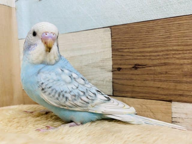 最新画像有り！正面からのお顔がカッコいい☆爽やかカラーのセキセイインコです！