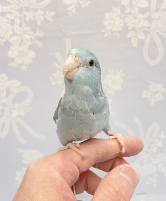 パワフル💛マメルリハ（ブルー）女の子　2022年7月生まれ