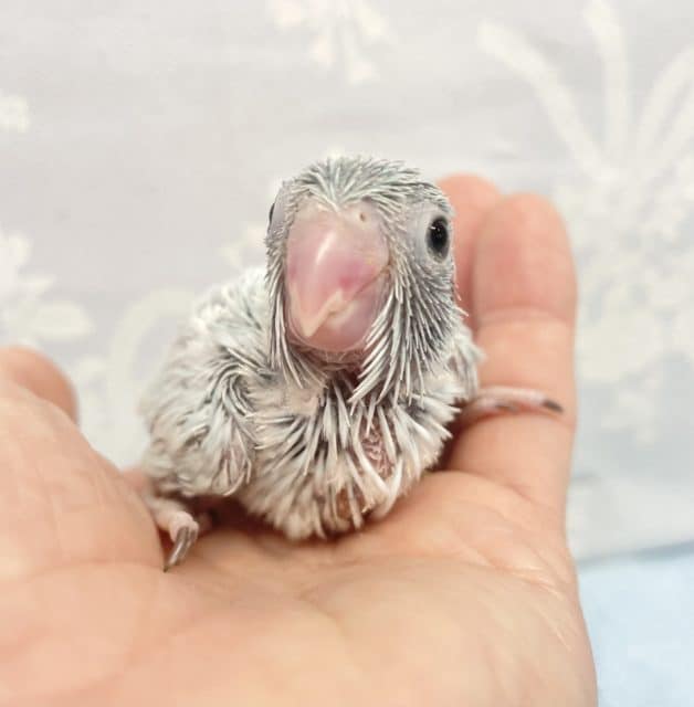 水色❤️マメルリハ(アメリカンホワイト)女の子　2022年8月生まれ