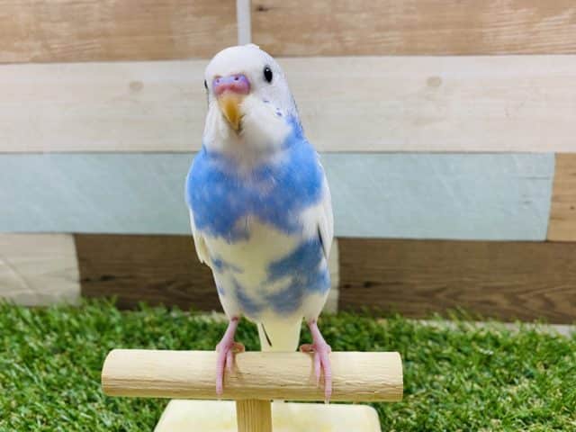 最新画像有り☆食欲旺盛な元気っ子！セキセイインコのパイドカラー！
