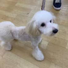 最新画像❣️抱っこ大好き❤マルプーくんいます❤