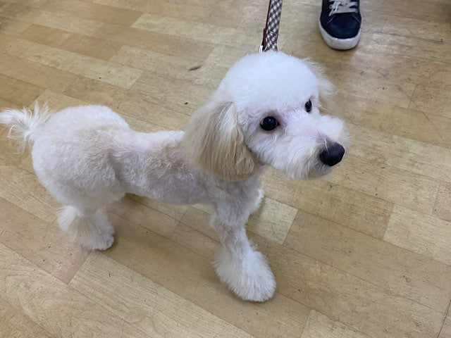 最新画像❣️抱っこ大好き❤マルプーくんいます❤