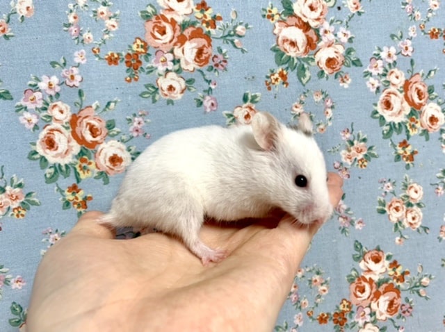 カラーハムスター ホワイト系 女の子 8/21