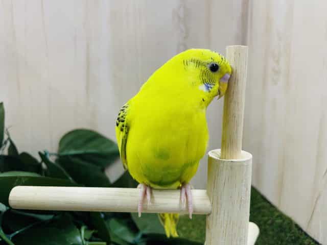 最新画像になりますよ～！！！見た目はカッコよく！中身は可愛く！ セキセイインコ ハルクイン
