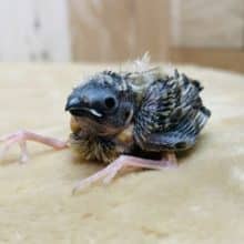 このサイズ感がいいですよね〜♪キンカ鳥ヒナ！