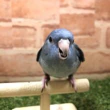 お久しぶり入舎かな？　サザナミインコ　コバルト　R４　８／３撮影