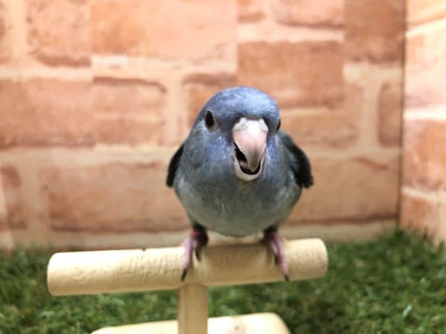 お久しぶり入舎かな？　サザナミインコ　コバルト　R４　８／３撮影