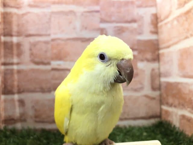 元気いっぱいカラー　オキナインコ　ルチノー　R４　８／３撮影