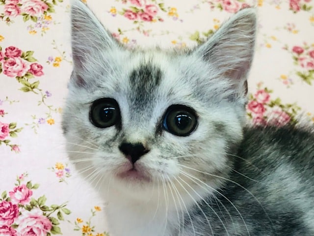 おでこの模様に注目！マンチカンきたよ！