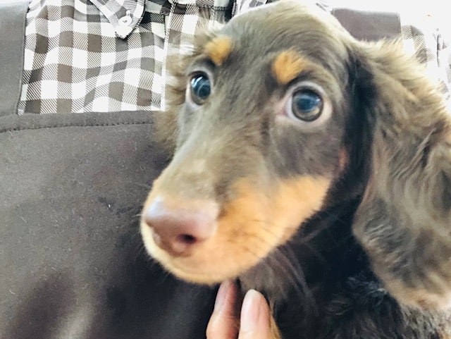 上目遣いが上手！？ダックスくんきたよ！