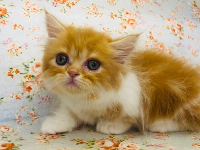 まるまるな瞳がかわいい！ミヌエットきたよ！