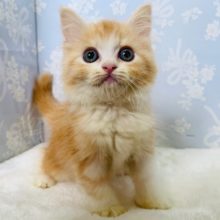 ゴロゴロ♡ｽﾘｽﾘしてくれるスコティッシュフォールドくん☆