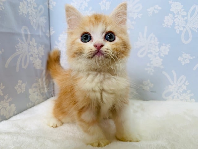 ゴロゴロ♡ｽﾘｽﾘしてくれるスコティッシュフォールドくん☆