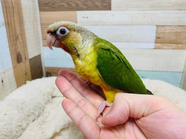 ほっぺｶｷｶｷでうっとり顔に♡ホオミドリウロコインコ(パイナップル)さん♪