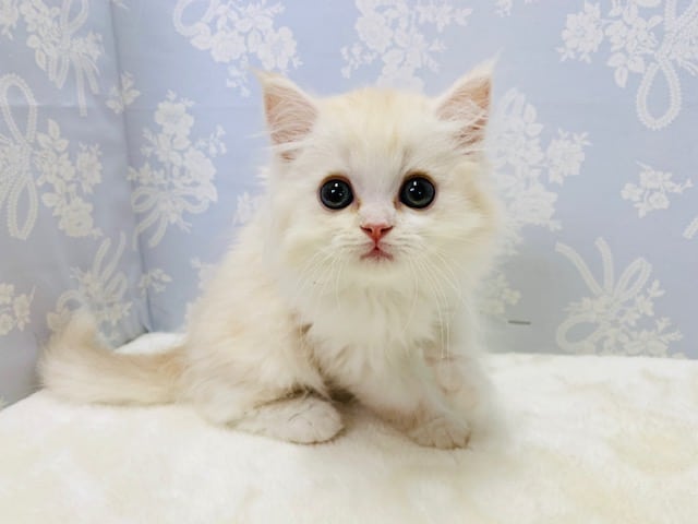 好奇心旺盛♪ほわほわミヌエットくん☆